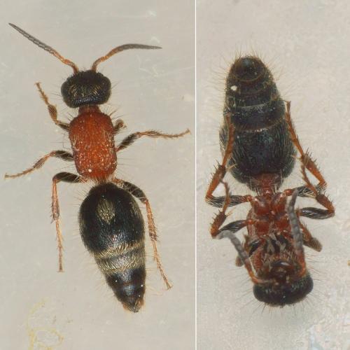 Smicromyrme trinotatus